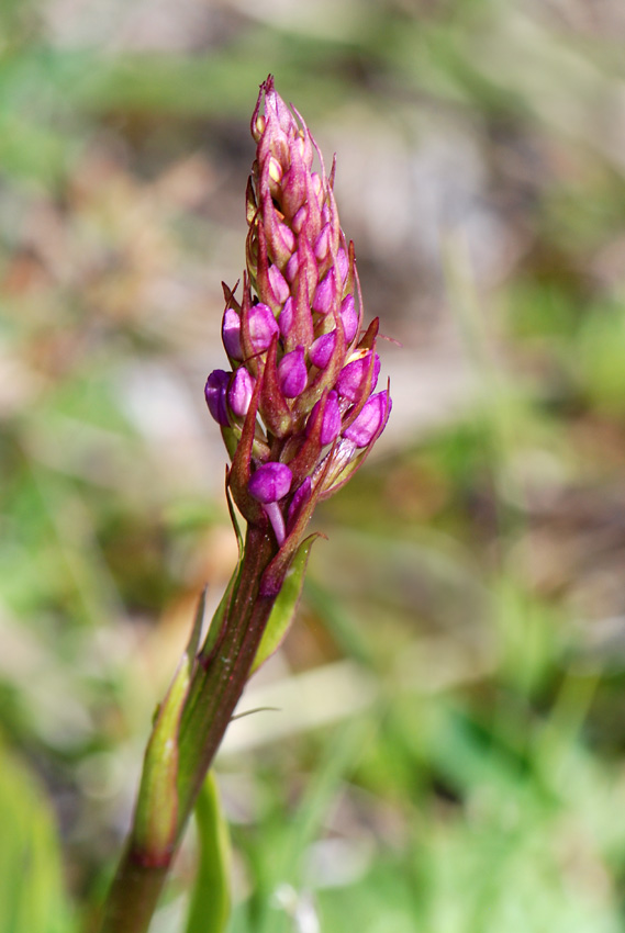 Orchidea del Civetta da id.